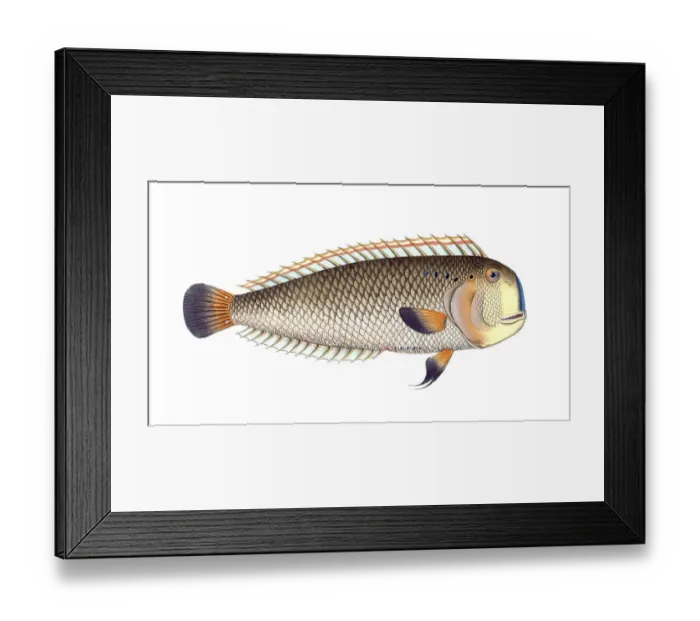Framed Print : Fish, Fishes, Coryphaena pentadactyla, Manis pentadactyla, Six-eye, Pompano dolphinfish, Chinese pangolin, Historical, digitally restored reproduction from a 19th century original, Record date not stated Framed Print : Fish, Fishes, Coryphaena pentadactyla, Manis pentadactyla, Six-eye, Pompano dolphinfish, Chinese pangolin, Historical, digitally restored reproduction from a 19th century original, Record date not stated