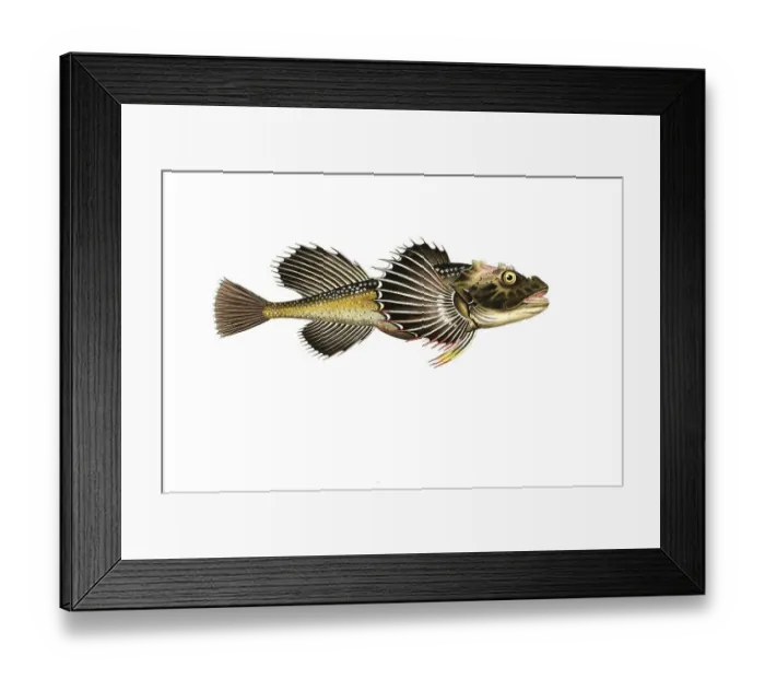 Framed Print : Fish, Fish, Fish genus from the bullhead family, Cottus Quadricornis, Sea bullhead, Fourhorn sculpin, Sculpin, Historical, digitally restored reproduction from a 19th century original, Record date not stated Framed Print : Fish, Fish, Fish genus from the bullhead family, Cottus Quadricornis, Sea bullhead, Fourhorn sculpin, Sculpin, Historical, digitally restored reproduction from a 19th century original, Record date not stated