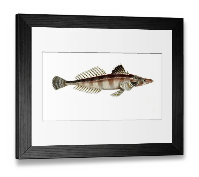 Framed Print : Fish, Fish, Fish genus from the bullhead family, Cottus Scaber, the spiny line, Historical, digitally restored reproduction from a 19th century original, Record date not stated