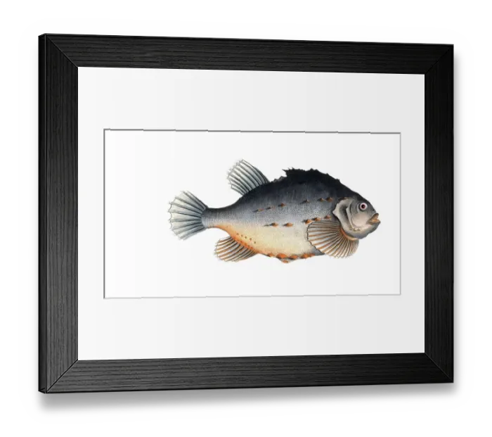Framed Print : Fish, Fish, Cycloterus lumpus, Sea hare, also Lump, Lumpfish, lumpsucker or lumpfish, Historical, digitally restored reproduction from a 19th century original, Record date not stated Framed Print : Fish, Fish, Cycloterus lumpus, Sea hare, also Lump, Lumpfish, lumpsucker or lumpfish, Historical, digitally restored reproduction from a 19th century original, Record date not stated