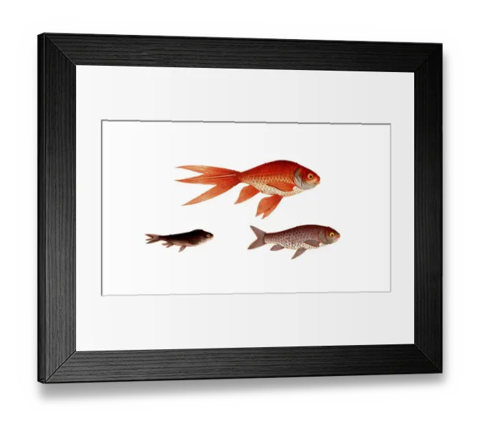 Framed Print : Fish, Fish, Genus of carp fish, Cyprinus auratus var. Gold carp, Gold fish, Historical, digitally restored reproduction from a 19th century original, Record date not stated Framed Print : Fish, Fish, Genus of carp fish, Cyprinus auratus var. Gold carp, Gold fish, Historical, digitally restored reproduction from a 19th century original, Record date not stated