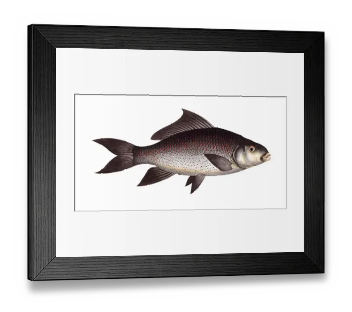 Framed Print : Fish, Fish, fLabeo fimbriatus, Cymbrinus fimbriatus, medium-sized carp species from Southeast Asia, ringed-lipped peninsula carp, Historical, digitally restored reproduction from a 19th century original, Record date not stated