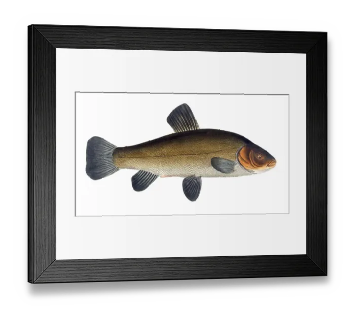 Framed Print : Fish, Fish, Cypirnus Tinca, Tinca tinca, Tench or doctor fish, Historic, digitally restored reproduction from a 19th century original, Record date not stated