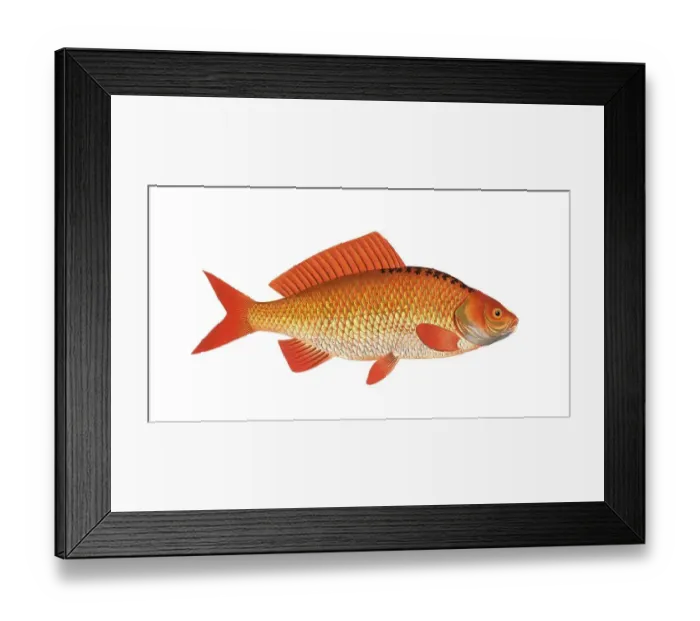 Framed Print : Fish, Fish, genus of carp fish, Cyprinus auratus, the Gold-Fish, Historical, digitally restored reproduction from a 19th century original, Record date not stated