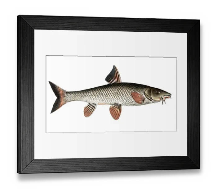 Framed Print : Fish, fish, genus of carp fish, Cyprinus barbus, Barbel, the Barbel, Historical, digitally restored reproduction from a 19th century original, Record date not stated