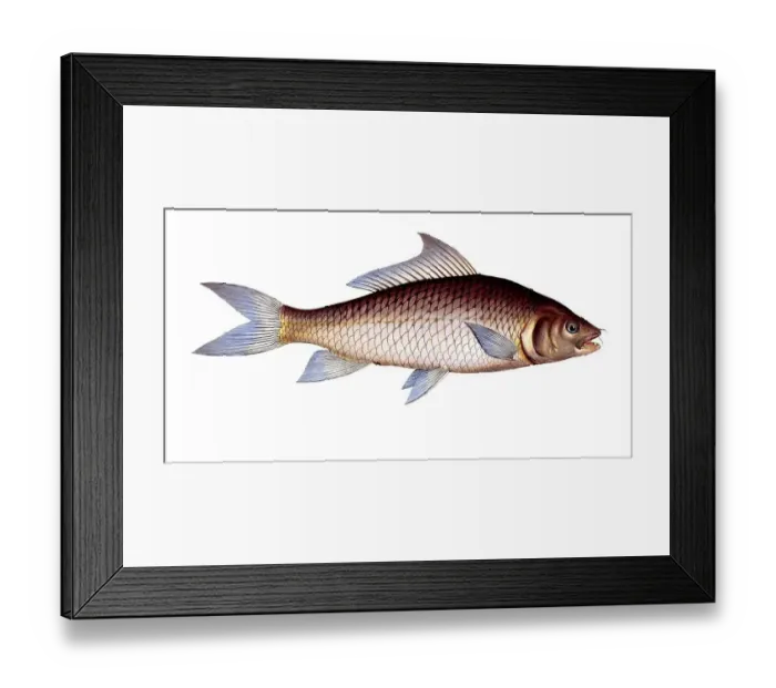 Framed Print : Fish, fishes, genus of carp fish, Cyprinus cirrhosus, carp, carp fish from Asia, mrigal carp, white carp, Historical, digitally restored reproduction from a 19th century original, Record date not stated