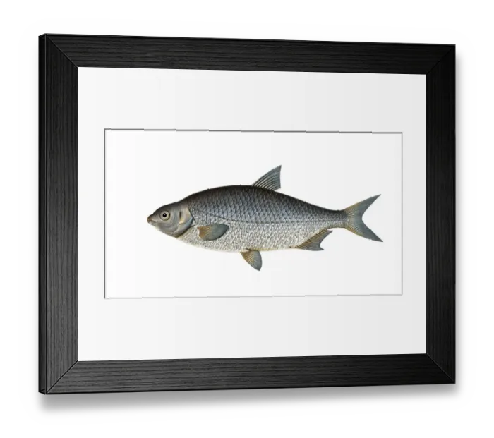 Framed Print : Fish, Fish, Genus of carp fish, Cyprinus buggenhagii, Der Leiter, the Buggehgahen's-Carp, Historical, digitally restored reproduction from a 19th century original, Record date not stated Framed Print : Fish, Fish, Genus of carp fish, Cyprinus buggenhagii, Der Leiter, the Buggehgahen's-Carp, Historical, digitally restored reproduction from a 19th century original, Record date not stated