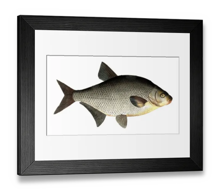 Framed Print : Fish, fishes, genus of carp fish, Cyprinus brama, the Bley or Brassem, the Bream, Historical, digitally restored reproduction from a 19th century original, Record date not stated