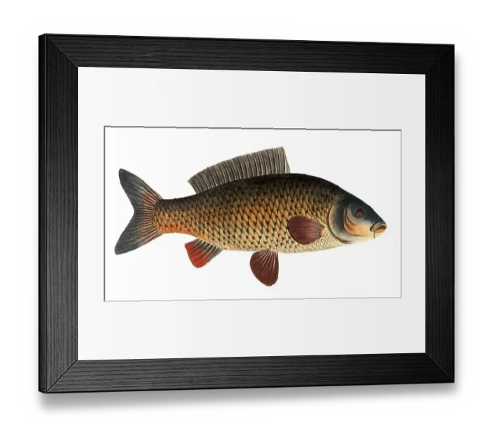 Framed Print : Fish, Fish, Genus of carp fish, Cyprinus carpio, Carp, Common carp, Historical, digitally restored reproduction from a 19th century original, Record date not stated