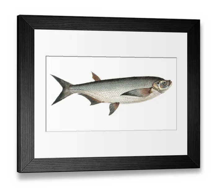 Framed Print : Fish, fish, genus of carp fish, Cyprinus cultratus, Pelecus cultratus, sabre carp or sabrefish, Historical, digitally restored reproduction from a 19th century original, Record date not stated