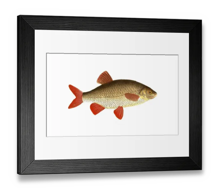 Framed Print : Fish, Fish, Genus of carp fish, Cyprinus erythrophthalmus, Scardinius erythrophthalmus, Rudd, Common roach, Common rudd, Historical, digitally restored reproduction from a 19th century original, Record date not stated Framed Print : Fish, Fish, Genus of carp fish, Cyprinus erythrophthalmus, Scardinius erythrophthalmus, Rudd, Common roach, Common rudd, Historical, digitally restored reproduction from a 19th century original, Record date not stated