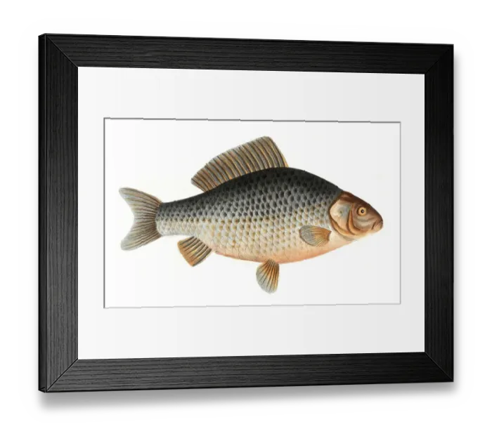 Framed Print : Fish, Fish, genus of carp fish, Cyprinus gibelio, the Prussian carp, Historical, digitally restored reproduction from a 19th century original, Record date not stated Framed Print : Fish, Fish, genus of carp fish, Cyprinus gibelio, the Prussian carp, Historical, digitally restored reproduction from a 19th century original, Record date not stated