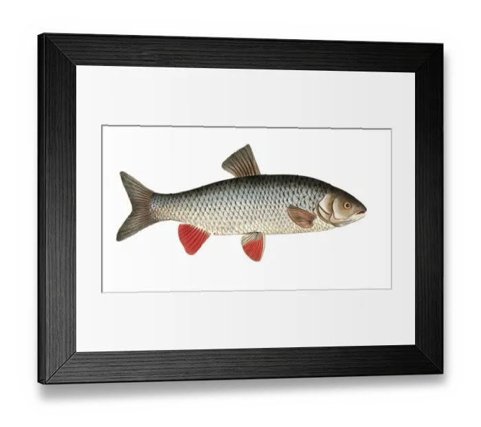Framed Print : Fish, Fish, genus of carp fish, Cyprinus idus, the cooling fish, Historical, digitally restored reproduction from a 19th century original, Record date not stated Framed Print : Fish, Fish, genus of carp fish, Cyprinus idus, the cooling fish, Historical, digitally restored reproduction from a 19th century original, Record date not stated