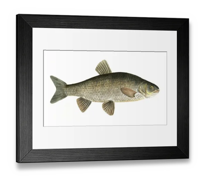 Framed Print : Fish, Fish, genus of carp fish, Cyprinus jeses, the Chub, Historical, digitally restored reproduction from a 19th century original, Record date not stated Framed Print : Fish, Fish, genus of carp fish, Cyprinus jeses, the Chub, Historical, digitally restored reproduction from a 19th century original, Record date not stated
