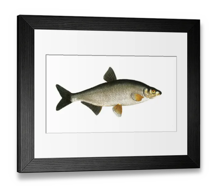 Framed Print : Fish, Fish, genus of carp fish, Cyprinus vimba, the carp, Historical, digitally restored reproduction from a 19th century original, Record date not stated