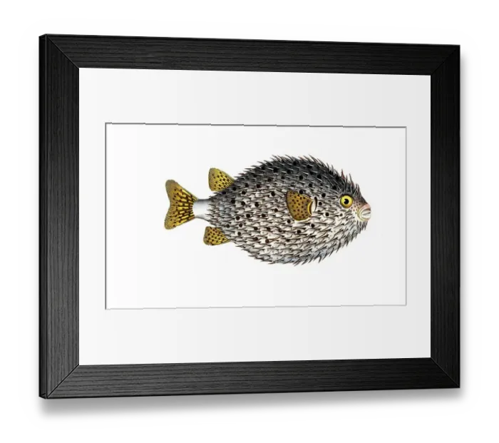 Framed Print : Fish, Fishes, Family of Porcupinefishes, Diodon Hystrix, Spot-fin porcupinefish, Historical, digitally restored reproduction from a 19th century original, Record date not stated