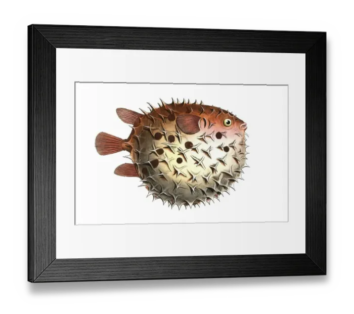 Framed Print : Fish, Fishes, Family of Hedgehogfish, Diodon orbicularis, Balloon fish, Prickly Bottlefish, Birdbeak Burrfish, Historic, digitally restored reproduction from a 19th century original, Record date not stated Framed Print : Fish, Fishes, Family of Hedgehogfish, Diodon orbicularis, Balloon fish, Prickly Bottlefish, Birdbeak Burrfish, Historic, digitally restored reproduction from a 19th century original, Record date not stated