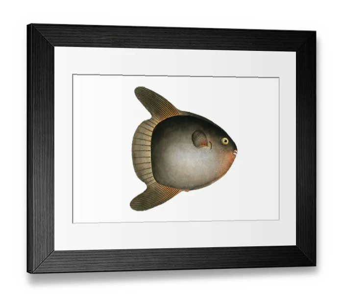 Framed Print : Fish, Fish, Family of hedgehog fish, Diodon mola, Sun-fish, the swimming head, The Sun-fish, pilot fish, Historical, digitally restored reproduction from a 19th century original, Record date not stated