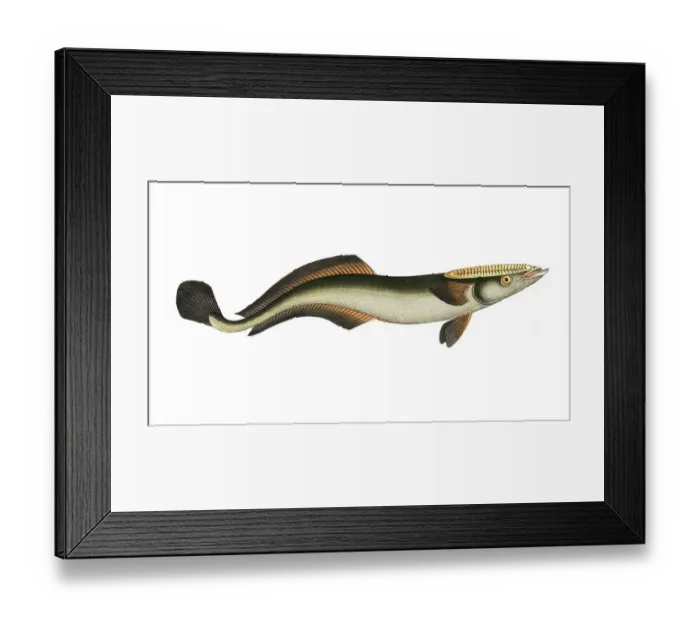 Framed Print : Fish, Fish, Echeneis naucrates, Live sharksucker or slender sharksucker, Historic, digitally restored reproduction from a 19th century original, Record date not stated