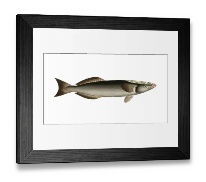 Framed Print : Fish, Fish, Echeneis Remora, Common remora, sharksucker, Historical, digitally restored reproduction from a 19th century original, Record date not stated