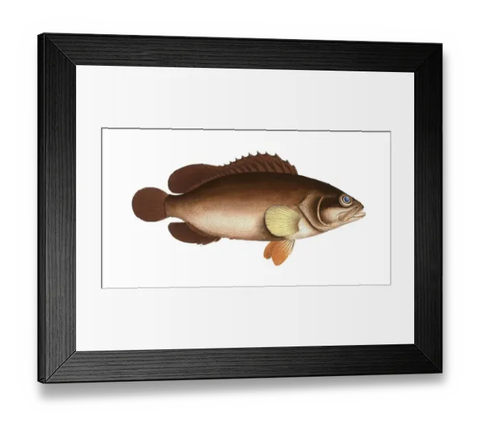 Framed Print : Fish, Fishes, Genus of groupers, Epinephelus Afer, Alphestes afer, african loggerhead, a genus of marine ray-finned fish, Historical, digitally restored reproduction from a 19th century original, Record date not stated Framed Print : Fish, Fishes, Genus of groupers, Epinephelus Afer, Alphestes afer, african loggerhead, a genus of marine ray-finned fish, Historical, digitally restored reproduction from a 19th century original, Record date not stated