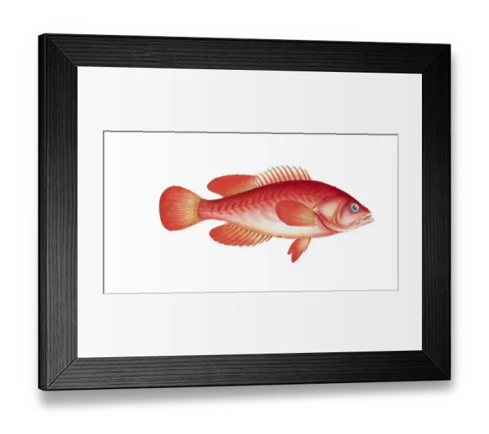 Framed Print : Fish, Fish, Genus of groupers, Epinephelus ruber, MycteroGenus of the family Perch, Perca rubra, Mottled grouper, mottled grouper, Historical, digitally restored reproduction from a 19th century original, Record date not stated Framed Print : Fish, Fish, Genus of groupers, Epinephelus ruber, MycteroGenus of the family Perch, Perca rubra, Mottled grouper, mottled grouper, Historical, digitally restored reproduction from a 19th century original, Record date not stated