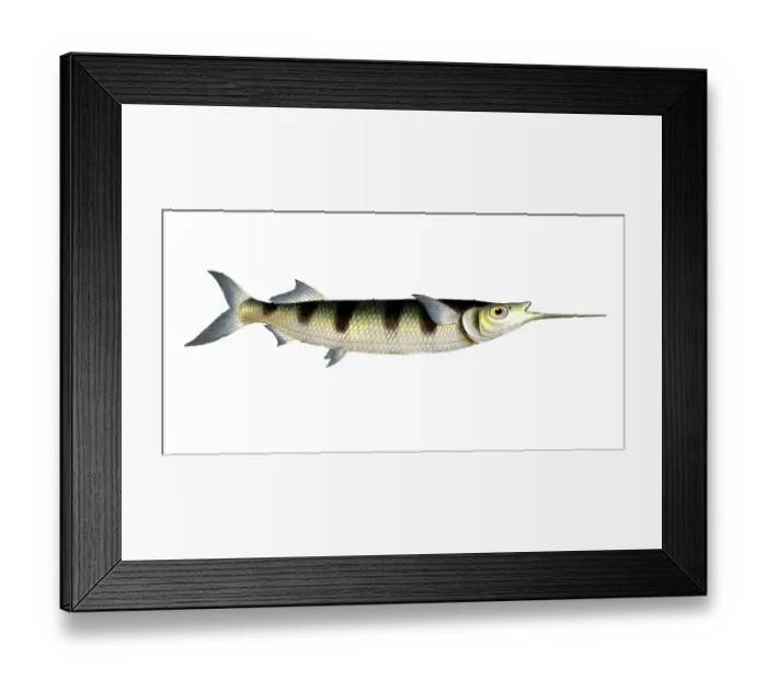 Framed Print : Fish, Fish, Genus of Pike, Esox brasiliensis, small swordfish, Under Swordfish, Historical, digitally restored reproduction from a 19th century original, Record date not stated