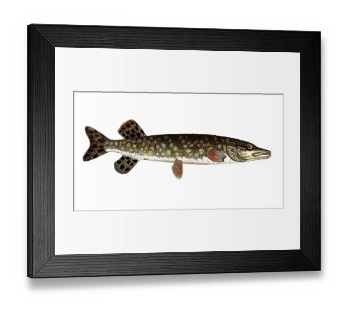 Framed Print : Fish, Fish, Genus of pike, Esox Lucio, Esox lucius, Pike, Northern pike, Historical, digitally restored reproduction from a 19th century original, Record date not stated