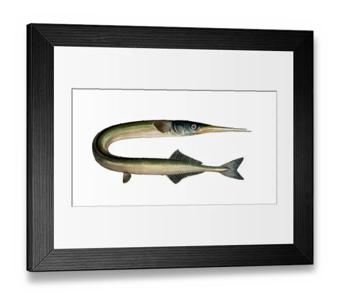 Framed Print : Fish, Fish, Genus of pike, Esox Belone, Belone belone, Common garfish, Short-beaked garfish, Historical, digitally restored reproduction from a 19th century original, Record date not stated Framed Print : Fish, Fish, Genus of pike, Esox Belone, Belone belone, Common garfish, Short-beaked garfish, Historical, digitally restored reproduction from a 19th century original, Record date not stated