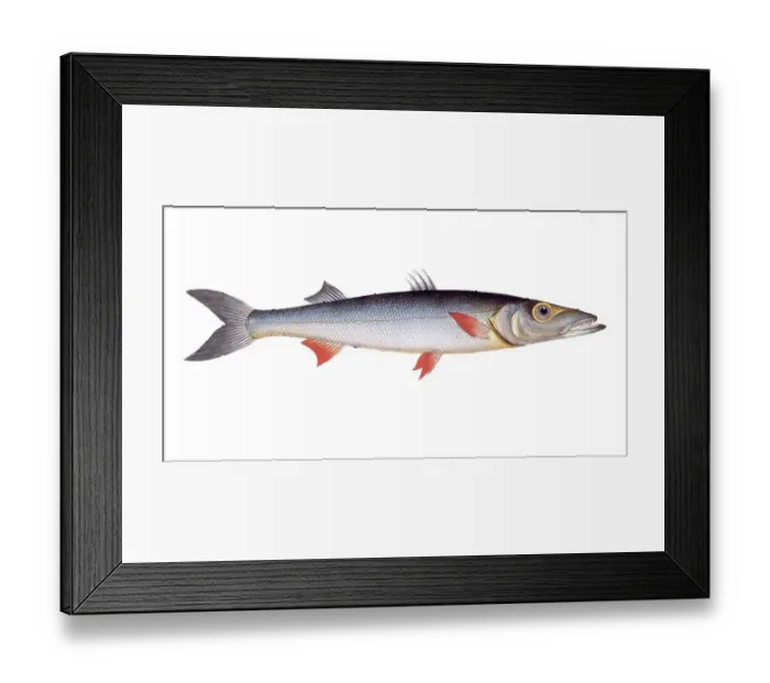 Framed Print : Fish, Fish, Genus of pike, Esox Sphyraena, Hake, sea-pike, Historical, digitally restored reproduction from a 19th century original, Record date not stated Framed Print : Fish, Fish, Genus of pike, Esox Sphyraena, Hake, sea-pike, Historical, digitally restored reproduction from a 19th century original, Record date not stated