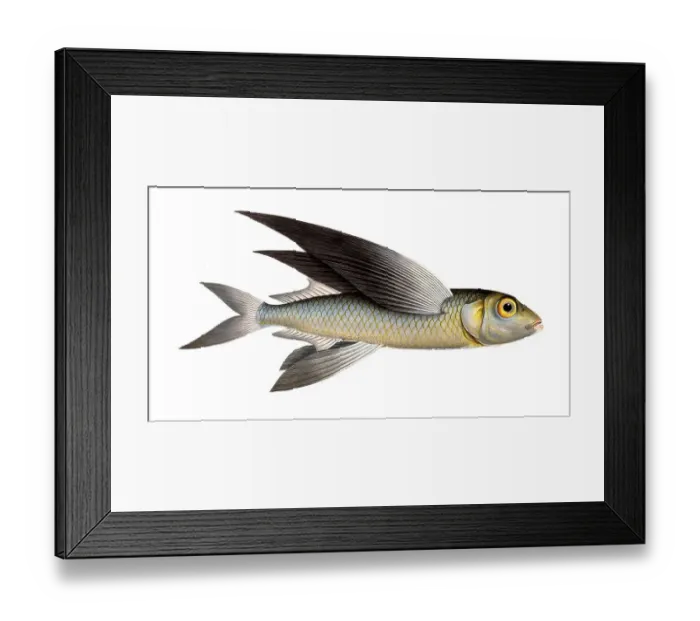 Framed Print : Fish, Flying fish, genus Flying fish, Exocoetus exsiliens, the Springfish, the Swallow, Historical, digitally restored reproduction from a 19th century original, Record date not stated Framed Print : Fish, Flying fish, genus Flying fish, Exocoetus exsiliens, the Springfish, the Swallow, Historical, digitally restored reproduction from a 19th century original, Record date not stated