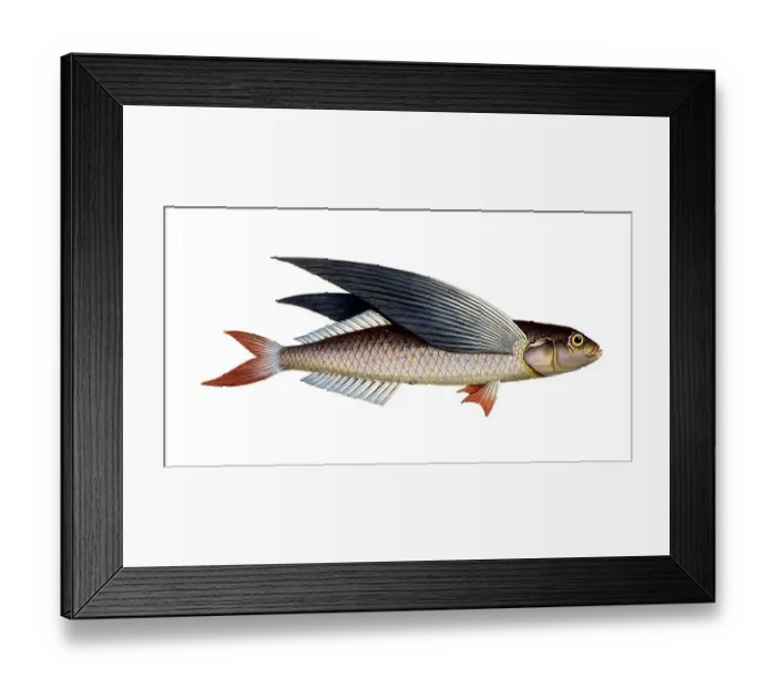 Framed Print : Fish, Flying fish, genus flying fish, Exocoetus evolans, the high-flyer, the Flying-Fish, Historical, digitally restored reproduction from a 19th century original, Record date not stated Framed Print : Fish, Flying fish, genus flying fish, Exocoetus evolans, the high-flyer, the Flying-Fish, Historical, digitally restored reproduction from a 19th century original, Record date not stated