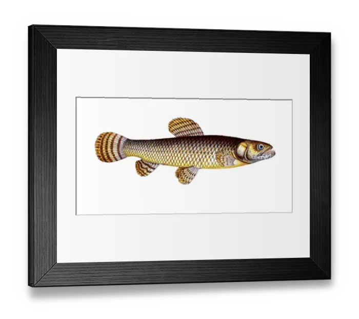 Framed Print : Fish, fish, genus of pike, Esox malabaricus, Hoplias malabaricus, malabar pike, pike of Malabar, Historical, digitally restored reproduction from a 19th century original, Record date not stated Framed Print : Fish, fish, genus of pike, Esox malabaricus, Hoplias malabaricus, malabar pike, pike of Malabar, Historical, digitally restored reproduction from a 19th century original, Record date not stated