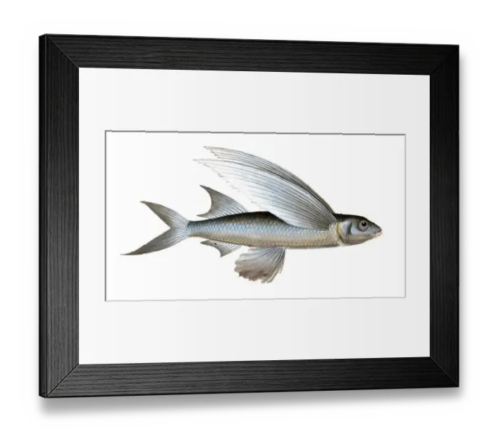 Framed Print : Fish, Fish, genus Flying fish, Exocoetus mesogaster, the middle-Pinned Flying-Fish, Historical, digitally restored reproduction from a 19th century original, Record date not stated Framed Print : Fish, Fish, genus Flying fish, Exocoetus mesogaster, the middle-Pinned Flying-Fish, Historical, digitally restored reproduction from a 19th century original, Record date not stated