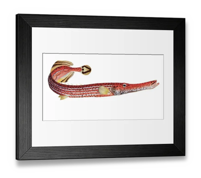 Framed Print : Fish, Pisces, Fistularia chinensis, Trumpetfish, the Trumpet, Historical, digitally restored reproduction from a 19th century original, Record date not stated