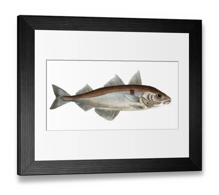 Framed Print : Fish, Fish, Family of cod, Gadus arglefinus, the Sebelfish, the Hadock, Historical, digitally restored reproduction from a 19th century original, Record date not stated