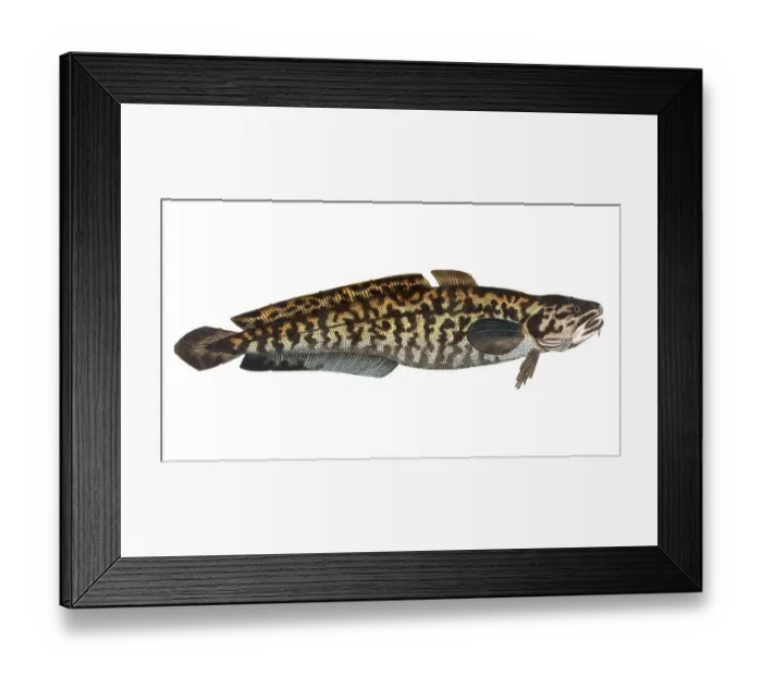 Framed Print : Fish, Fish, Family of cod, Gadus lota, the Burbot, Historical, digitally restored reproduction from a 19th century original, Record date not stated Framed Print : Fish, Fish, Family of cod, Gadus lota, the Burbot, Historical, digitally restored reproduction from a 19th century original, Record date not stated