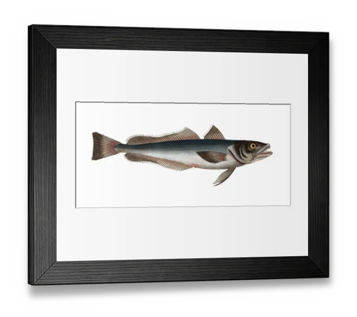 Framed Print : Fish, Fish, Family of cod, Gadus merluccius, the stockfish, the Hake, Historical, digitally restored reproduction from a 19th century original, Record date not stated