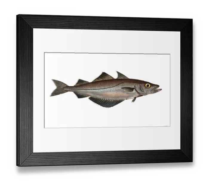 Framed Print : Fish, Fish, Family of cod, Gadus pollachius, the Pollac, the Pollack, Historical, digitally restored reproduction from a 19th century original, Record date not stated