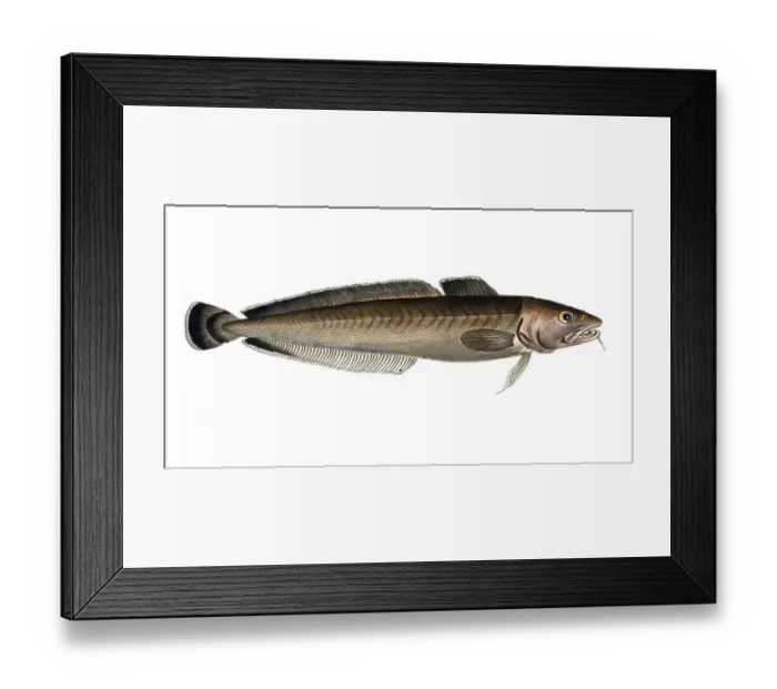 Framed Print : Fish, Fish, Family of cod, Gadus molva, the Ling, Historical, digitally restored reproduction from a 19th century original, Record date not stated Framed Print : Fish, Fish, Family of cod, Gadus molva, the Ling, Historical, digitally restored reproduction from a 19th century original, Record date not stated
