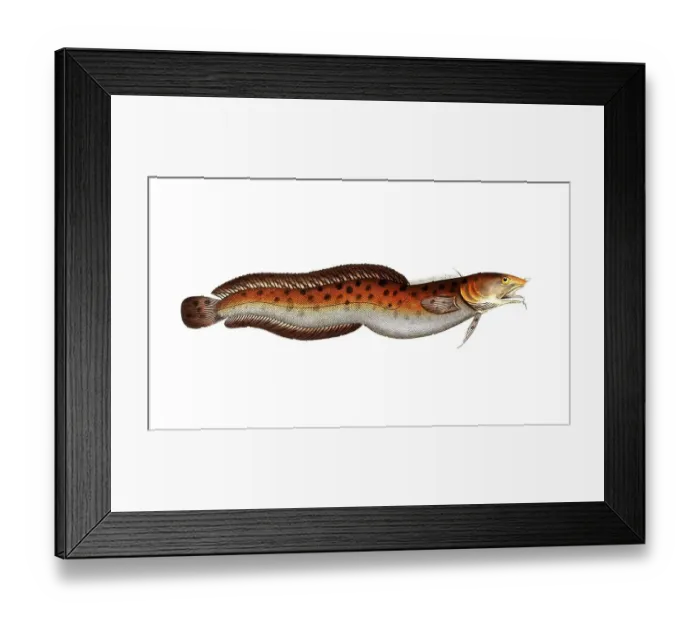 Framed Print : Fish, Fish, Family of cod, Gadus tricirratus, the Sea-Loche, Historical, digitally restored reproduction from a 19th century original, Record date not stated