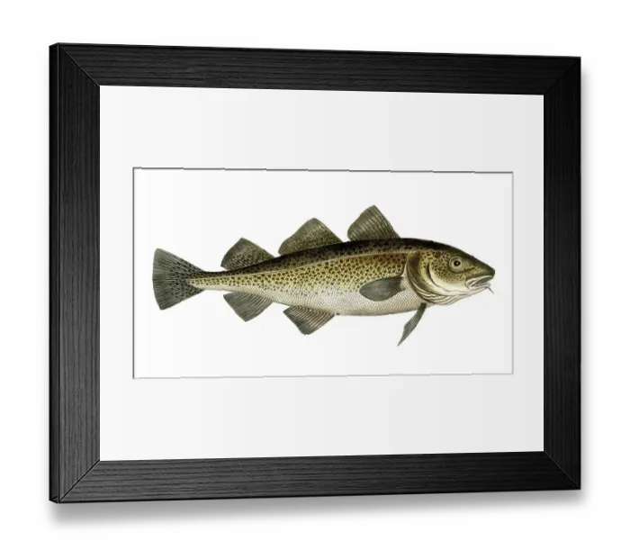 Framed Print : Fish, Fish, Cod family, Gadus morhua, Cod fish, Historical, digitally restored reproduction from a 19th century original, Record date not stated