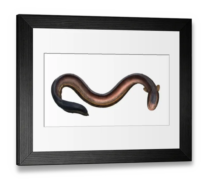 Framed Print : Fish, Pisces, Gymnotus eletricus, Electric Eel, Historical, digitally restored reproduction from a 19th century original, Record date not stated Framed Print : Fish, Pisces, Gymnotus eletricus, Electric Eel, Historical, digitally restored reproduction from a 19th century original, Record date not stated