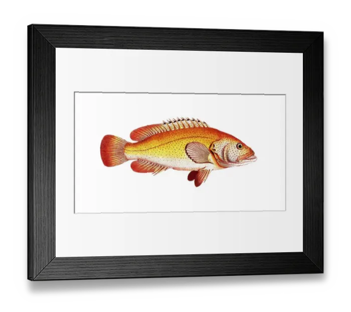 Framed Print : Fish, Fish, Genus of the Hussar Fish, Holocentrus auratus, The Golden Sogo, Historical, digitally restored reproduction from a 19th century original, Record date not stated Framed Print : Fish, Fish, Genus of the Hussar Fish, Holocentrus auratus, The Golden Sogo, Historical, digitally restored reproduction from a 19th century original, Record date not stated