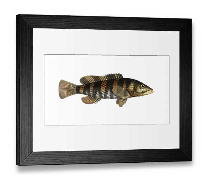 Framed Print : Fish, Fish, Genus of Hussar Fish, Holocentrus fasciatus, the banded Sogo, the double streaked Holocentre, Historical, digitally restored reproduction from a 19th century original, Record date not stated
