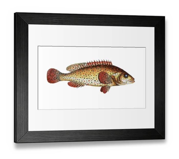 Framed Print : Fish, fishes, genus of hussar fishes, Holocentrus punctatus, the punctulated Sogo, the punctulated Holocentre, Historical, digitally restored reproduction from a 19th century original, Record date not stated Framed Print : Fish, fishes, genus of hussar fishes, Holocentrus punctatus, the punctulated Sogo, the punctulated Holocentre, Historical, digitally restored reproduction from a 19th century original, Record date not stated