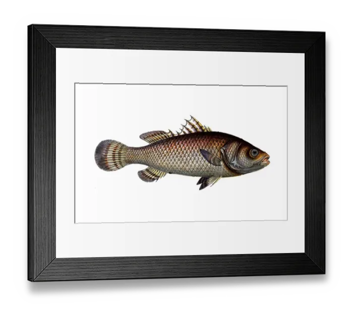 Framed Print : Fish, Fish, genus of hussar fish, Holocentrus calcarifer, the spurred Holocentre, Historical, digitally restored reproduction from a 19th century original, Record date not stated