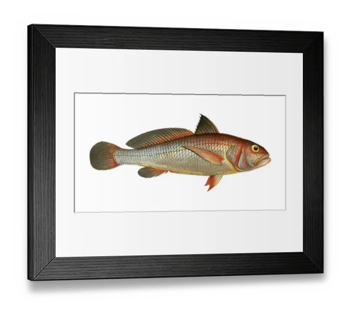 Framed Print : Fish, Fische, Iohnius aneus, der Aneu, the Aney, Historic, digitally restored reproduction from a 19th century original, Record date not stated