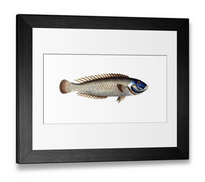Framed Print : Fish, Fish, Genus of wrasses, Labrus cyanocephalus, Blue head, Historical, digitally restored reproduction from a 19th century original, Record date not stated