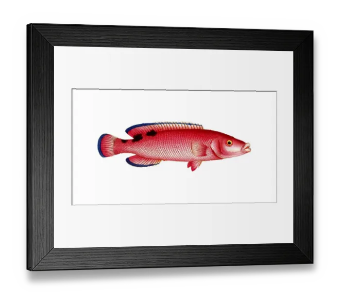Framed Print : Fish, fishes, genus of wrasses, Labrus carneus, red wrasse, cuckoo wrasse, red wrassle, cuckoo wrasse, Historical, digitally restored reproduction from a 19th century original, Record date not stated Framed Print : Fish, fishes, genus of wrasses, Labrus carneus, red wrasse, cuckoo wrasse, red wrassle, cuckoo wrasse, Historical, digitally restored reproduction from a 19th century original, Record date not stated
